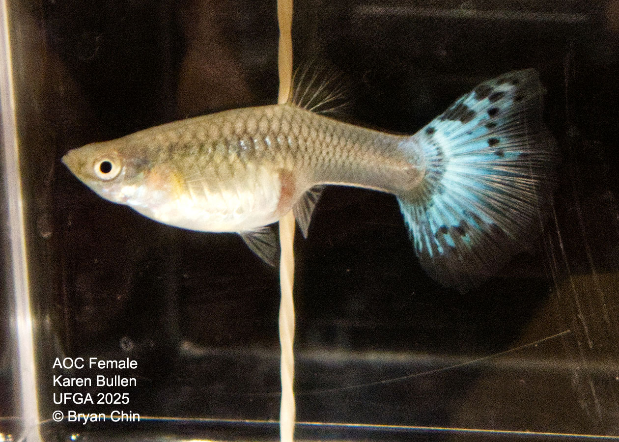 Guppy Female  Green Variegated